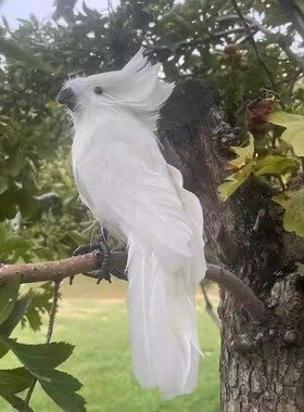 腾冲雪鸡母鸡散养虫草鸡