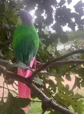 仿真羽毛鸟小鹦鹉绿颊稚尾鹦鹉来图动物舞台演出道具学习教材摆件