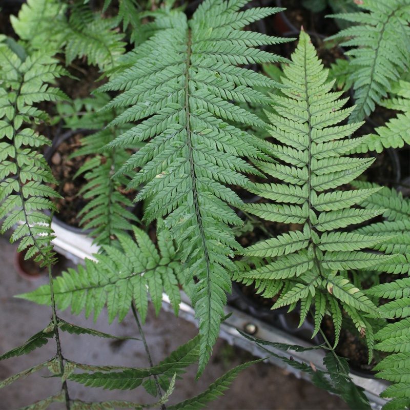 山野选集【对马耳蕨】中小型蕨类植物茎直立喜阴湿耐旱土生雨林缸 - 图3