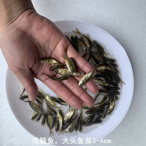 大花鲢鱼苗大头鱼胖头鱼雄鱼鲢鳙鱼淡水养殖活体食用小鱼饲料鱼苗 - 图0