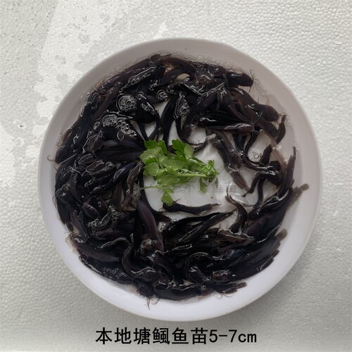 本地塘鲺鱼苗土塘鲺胡子鲶鱼塘角鱼塘虱鱼鳅龙鱼饲料淡水活体养殖 - 图2