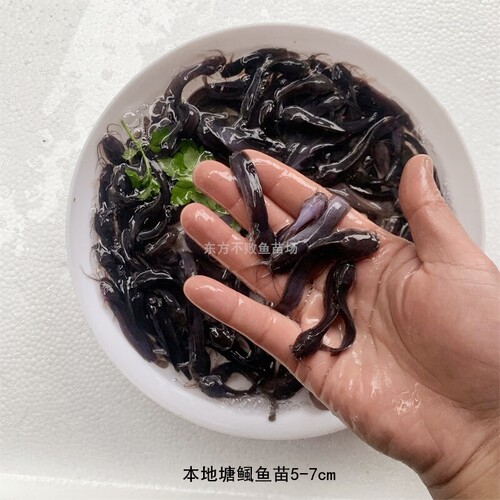 本地塘鲺鱼苗土塘鲺胡子鲶鱼塘角鱼塘虱鱼鳅龙鱼饲料淡水活体养殖 - 图0