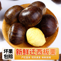 2023 Grandmas old tree Tangshan relocated to Western chestnut wild oil chestnut raw chestnut raw chestnut fresh hair chestnut large grain millet