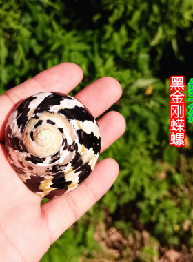 寄居蟹替换壳海贝缘标本海螺