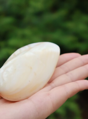 海贝缘珍珠贝天然海螺