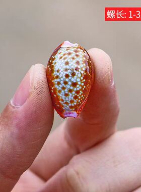 海贝缘天然小海螺贝壳红花宝螺