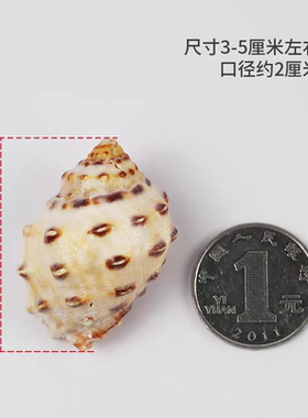 海贝缘天然海螺贝壳荔枝螺卷