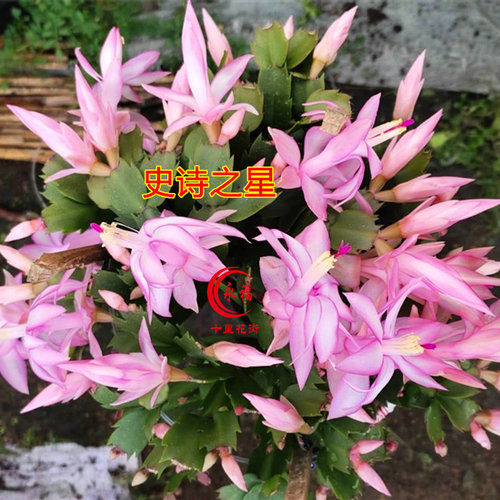 永福十里花街 盆栽 嫁接 进口蟹爪兰 阳台花卉 带盆土配架子发货 - 图1