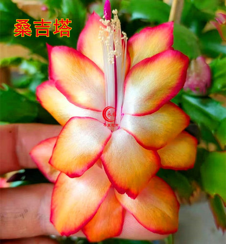 永福十里花街 盆栽 嫁接 进口蟹爪兰 阳台花卉 带盆土配架子发货 - 图0