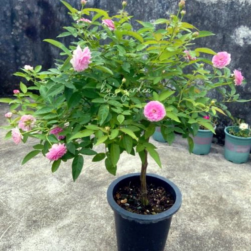 月季玛姬婶婶大苗阳台盆栽浓香三季开花庭院地栽抗病抗晒丰花抗寒,淘宝优惠券,粉丝福利购,淘宝优惠卷