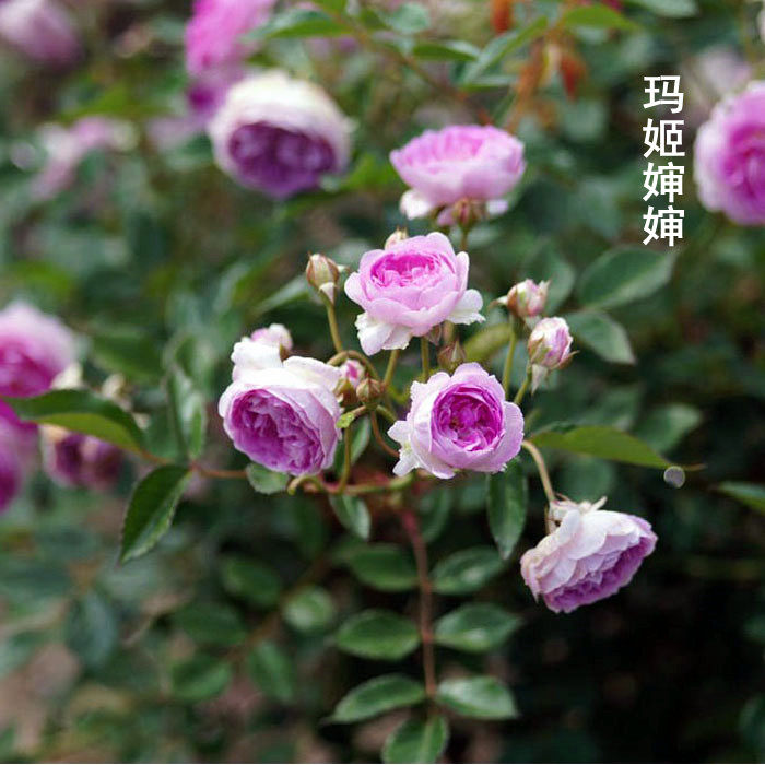 月季玛姬婶婶大苗阳台盆栽浓香三季开花庭院地栽抗病抗晒丰花抗寒,淘宝优惠券,粉丝福利购,淘宝优惠卷