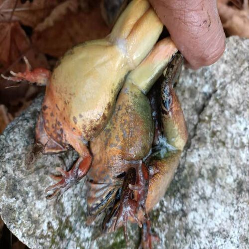 东北林蛙鲜活长白山活林蛙 深山泉水母豹子满籽满油活雪蛤 哈士蟆 - 图0