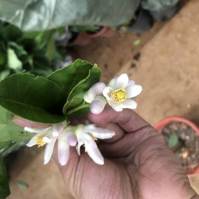 室内客厅高杆柠檬树植物盆栽尤力克柠檬树香水柠檬树带花带果发货 虎窝淘