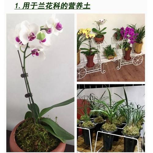 天然干苔藓水苔青苔蝴蝶兰花多肉石斛育苗营养土肥料乌龟冬眠垫材 - 图1
