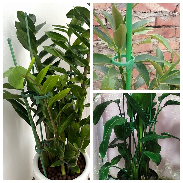 园艺种花盆栽植物支撑杆兰花天堂鸟金钱树支架爬藤架固定卡扣立柱 - 图0