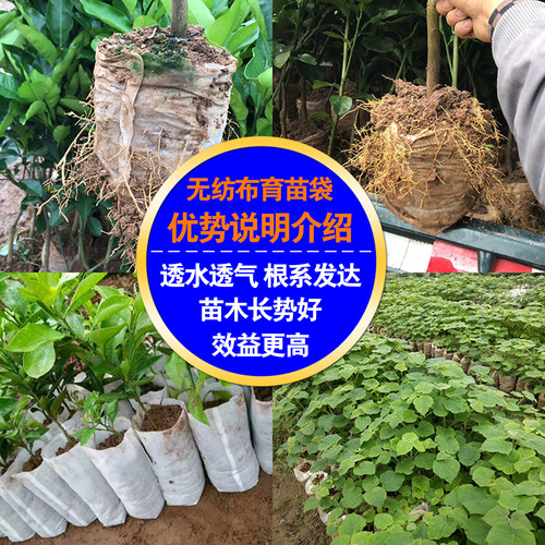 育苗袋无纺布美植袋可降解营养袋苗圃树苗植树袋槟榔果树营养钵 - 图1