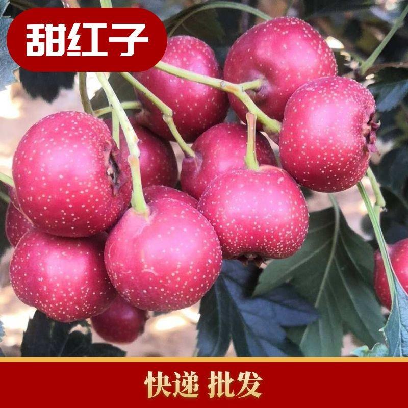 批新鲜山楂果冰糖葫芦山里红五棱金星歪把红甜红子无籽软籽山楂 批新鲜山楂果冰糖葫芦山里红五棱金星歪把红甜红子无籽软籽山楂