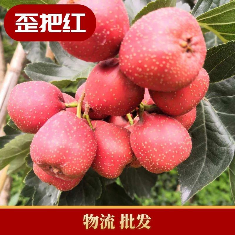 批新鲜山楂果冰糖葫芦山里红五棱金星歪把红甜红子无籽软籽山楂 批新鲜山楂果冰糖葫芦山里红五棱金星歪把红甜红子无籽软籽山楂