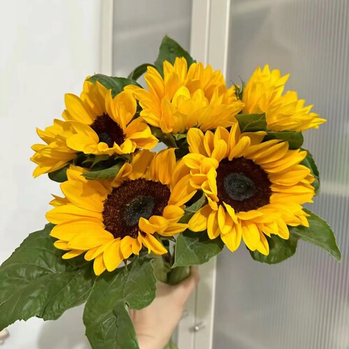 【中花】新鲜向日葵鲜花长花期云南昆明基地直发节日花束水养鲜花 - 图1
