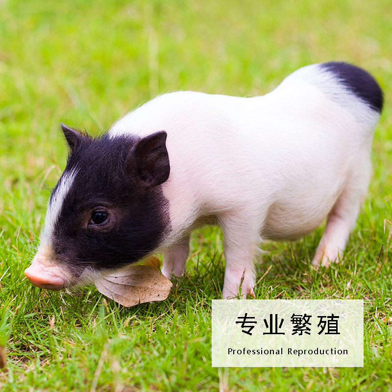 迷你小香猪泰国小型萌宠长不大活体宠物猪家养好养幼崽活物猪,淘宝优惠券,粉丝福利购,淘宝优惠卷