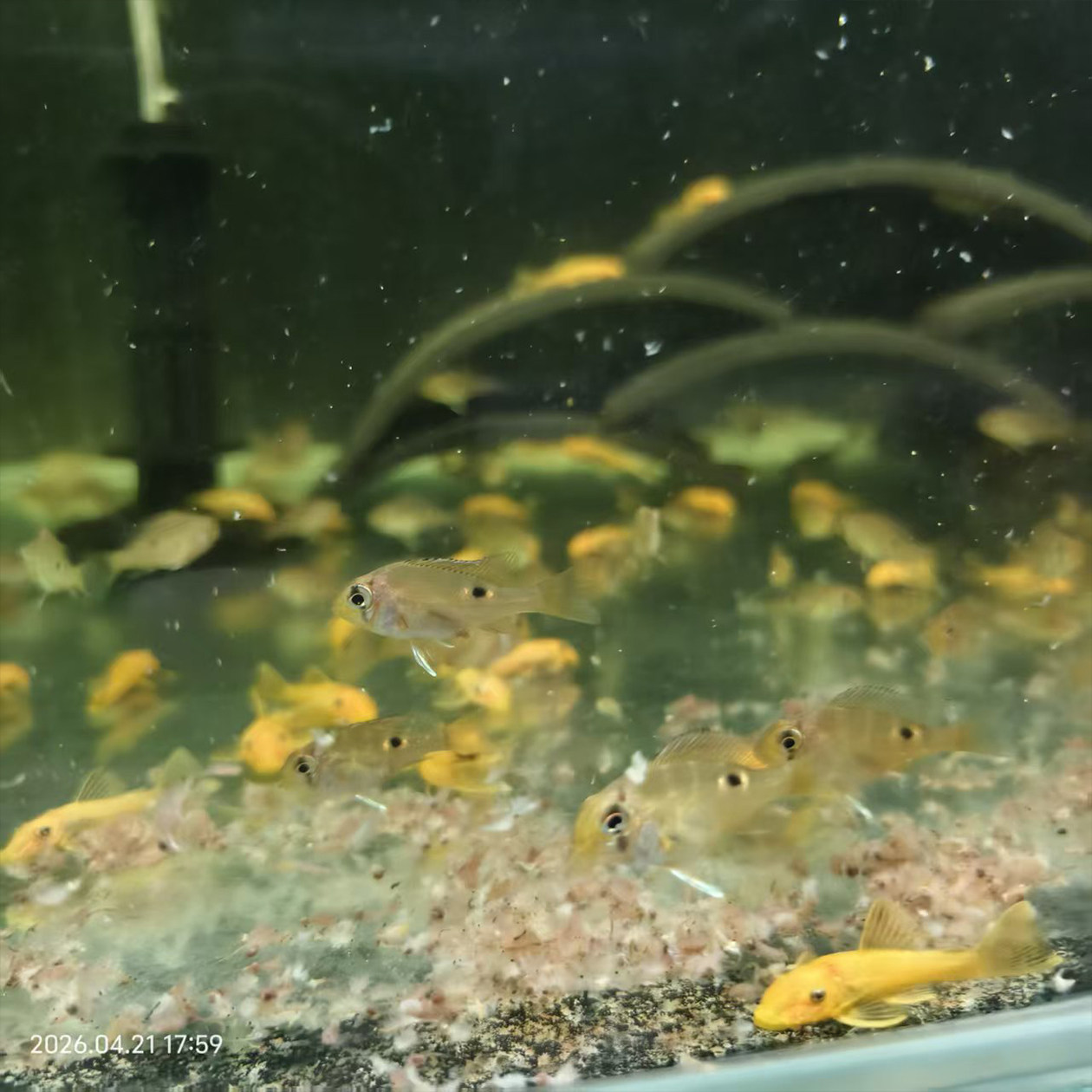 圣塔伦黄腹月亮宝石南美慈鲷温顺易养原生食土鲷热带鱼观赏鱼活体