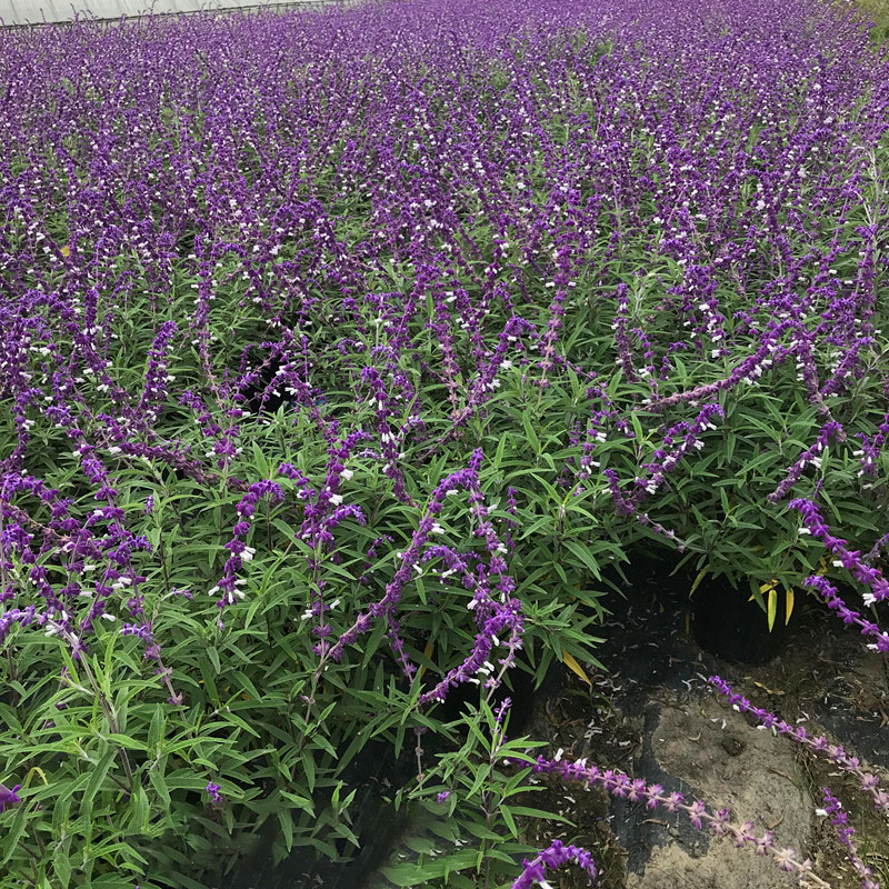 花镜植物墨西哥鼠尾草林荫鼠尾草盆栽带花大苗多年生阳台庭院耐热 - 图0