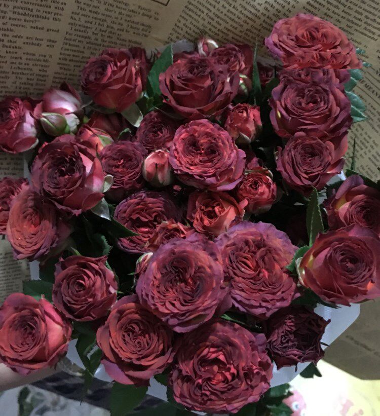 阳台月季 巧克力泡泡 变色巧克力微月多头玫瑰花苗钻石月季典雅多