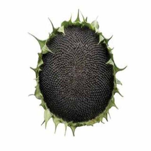 原味2斤新货椒盐黑珍珠小油葵瓜子 西襄记瓜子
