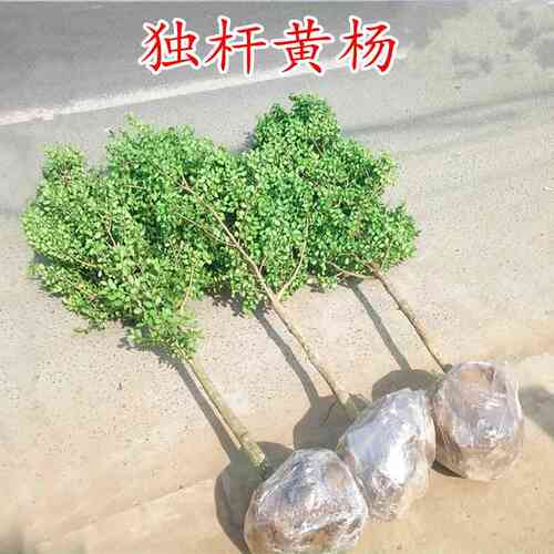 黄杨树苗独杆小叶瓜子黄杨苗盆栽庭院地栽造型盆景树桩素材绿化苗 - 图2