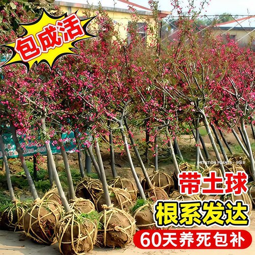 海棠树苗西府垂丝北美海棠苗地栽盆栽花卉风景树庭院植物大型树苗 - 图2