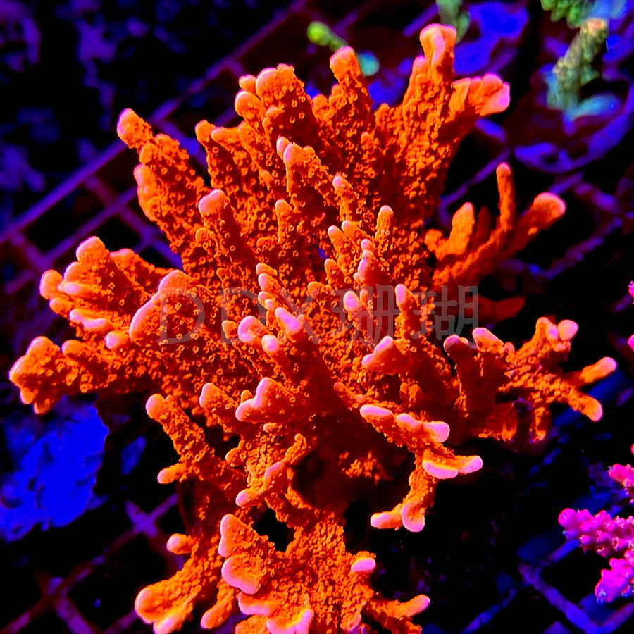 硬骨珊瑚SPS海缸硬骨好养印尼叠牙鸟巢图钉澳洲猫骨海水鱼缸,淘宝优惠券,粉丝福利购,淘宝优惠卷