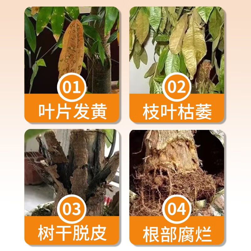 发财树营养液叶子发黄掉叶急救绿植盆栽肥料树苗叶面肥花肥营养液 - 图0