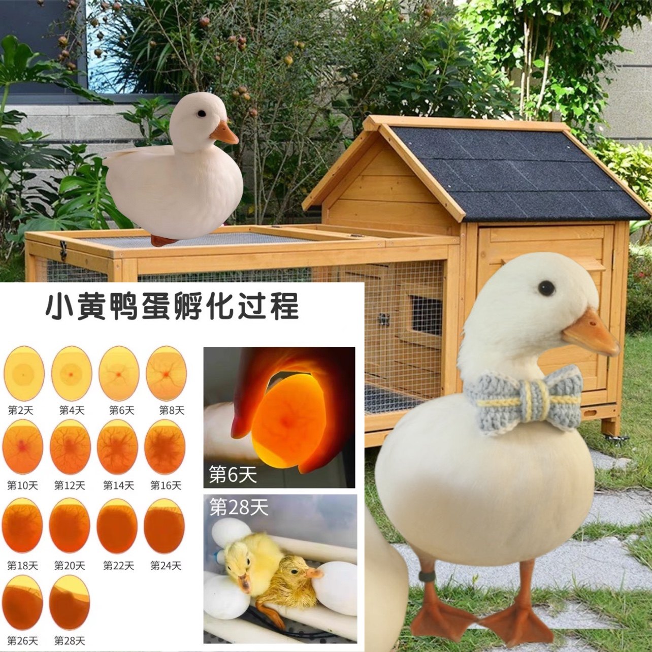 【雏森宝】柯尔鸭受精蛋宠物鸭可达鸭活体科尔鸭蛋柯尔鸭蛋可孵化,淘宝优惠券,粉丝福利购,淘宝优惠卷