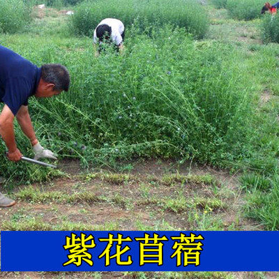 紫花苜蓿草籽黑麦草四季多年生耐寒牧草种子畜牧养殖鸡鸭牛羊鱼草 - 图2