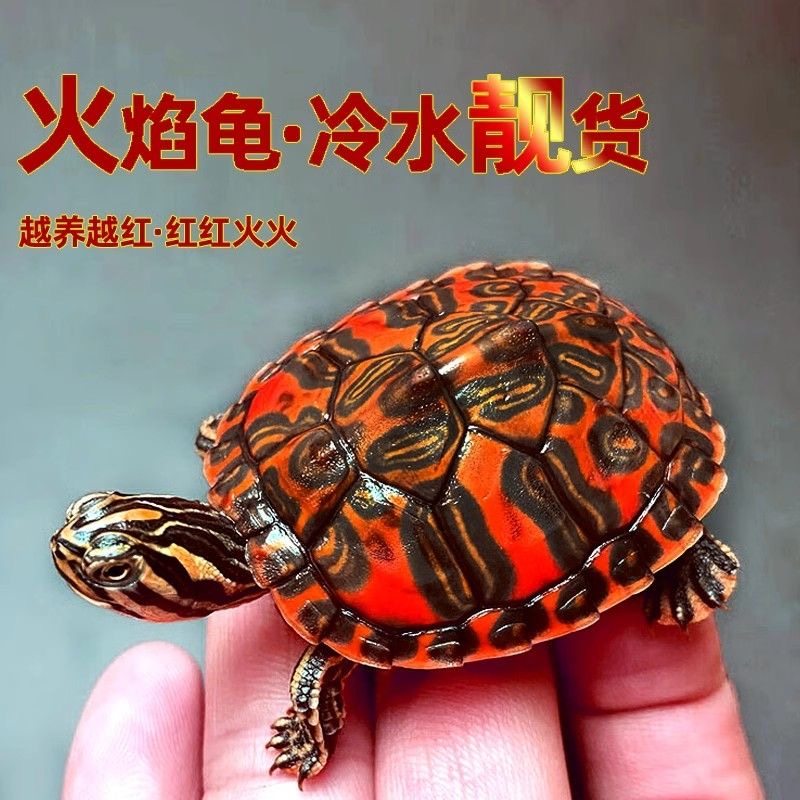 火焰龟正宗100%纯基因红腹观赏宠物龟火焰苗小乌龟纯种活物深水龟,淘宝优惠券,粉丝福利购,淘宝优惠卷