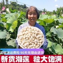 This year New Cargo Class Xianglian Xiangtan No Core Grinding Peel White Lotus Seeds Dry Goods To Core Powder Glutinous no sulfur 500g