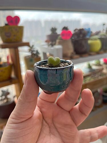 30元包邮紫砂育苗微型袖珍多肉植物拇指小花盆器之韵 - 图2