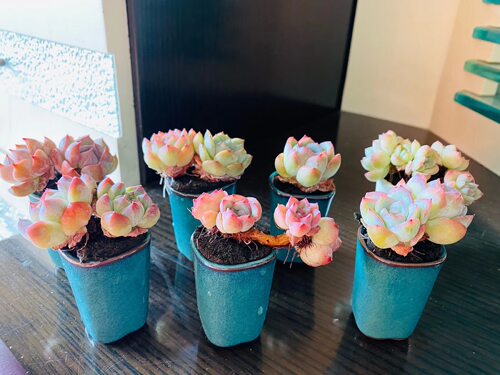 30元包邮紫砂育苗微型袖珍多肉植物拇指小花盆器之韵 - 图0