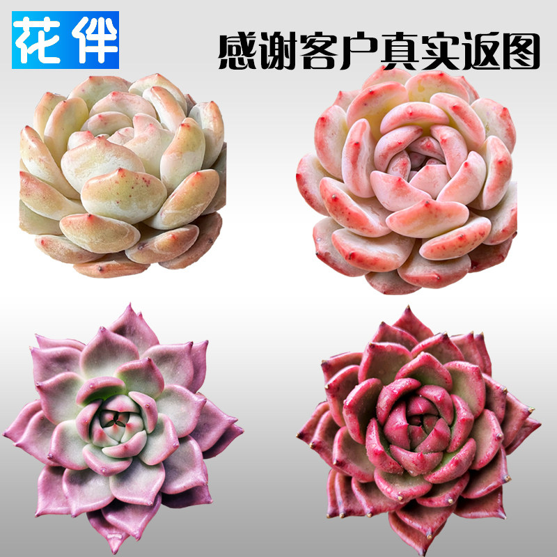 花伴多肉补光灯T20植物补光灯排全光谱室内多肉补光灯led,淘宝优惠券,粉丝福利购,淘宝优惠卷