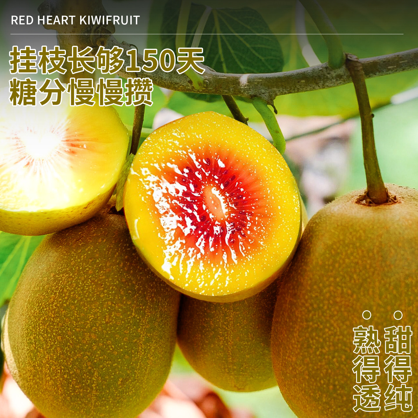 四川蒲江红心猕猴桃新鲜奇异果孕妇应季水果非徐香整箱包邮自然熟,淘宝优惠券,粉丝福利购,淘宝优惠卷