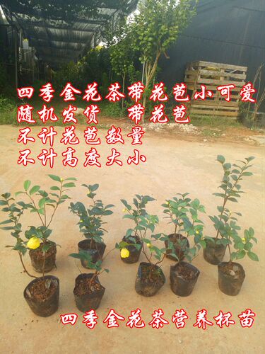 小叶四季金花茶苗树苗广西崇左大新四季开花小叶金茶花小树苗包邮 - 图2