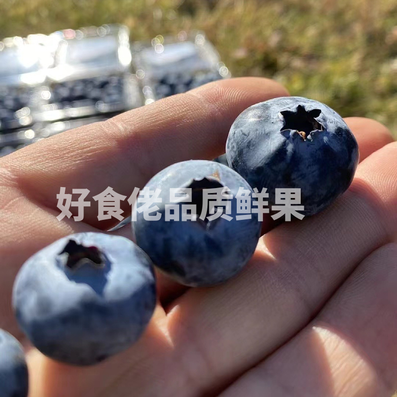 云南DRISCOLL'S怡颗莓限量版超大蓝莓125g*12盒/箱 当季新鲜水果 - 图0