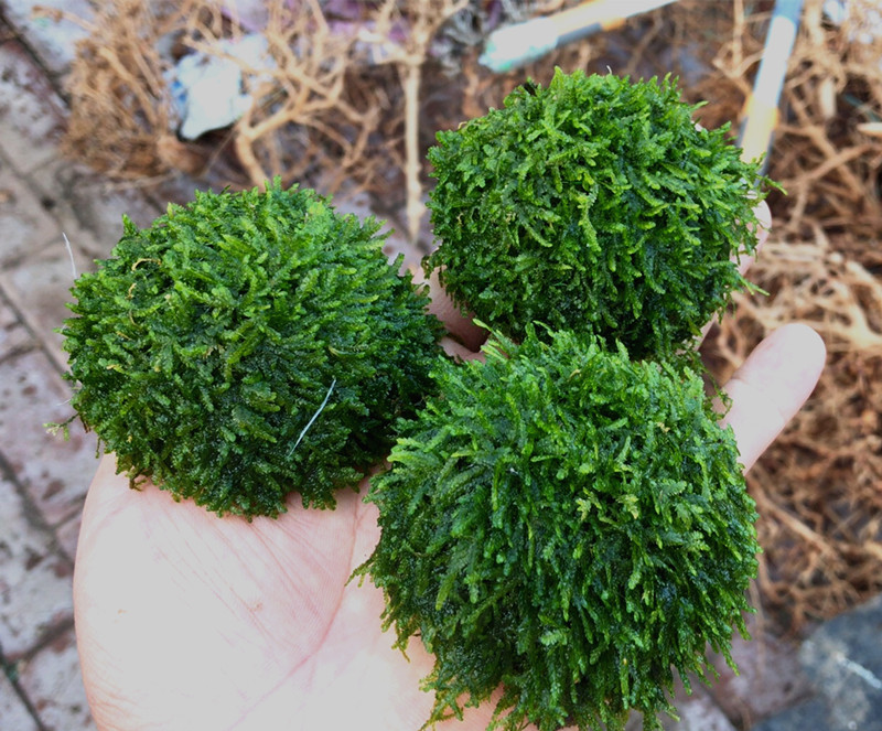 水草透明绑线尼龙线沉木杜鹃很散装莫斯水草小水榕定植鱼线 - 图2