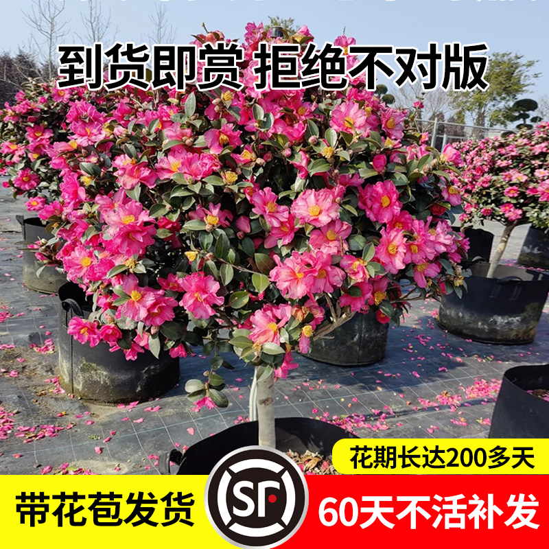 茶梅盆栽老桩红茶梅花树苗山茶花卉室内外庭院四季植物绿化风景树 - 图0