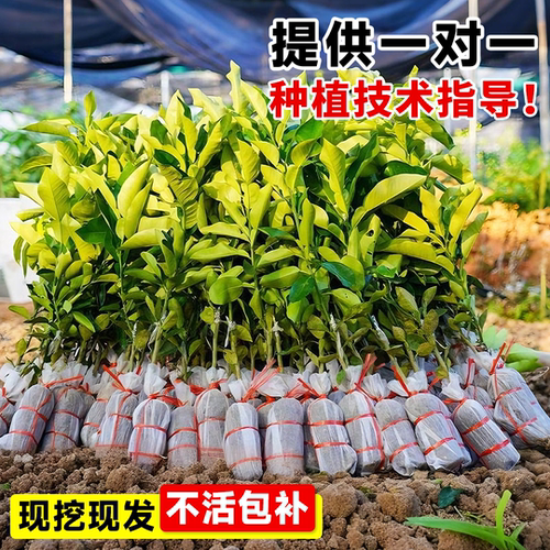 柚子树果苗红心蜜柚三红蜜柚果树苗正宗耐寒室外庭院地栽南北种植 - 图1
