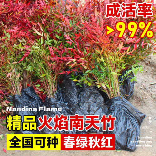 火焰南天竹盆栽矮化小盆景红叶盆景植物书房茶桌禅意微景观 - 图2
