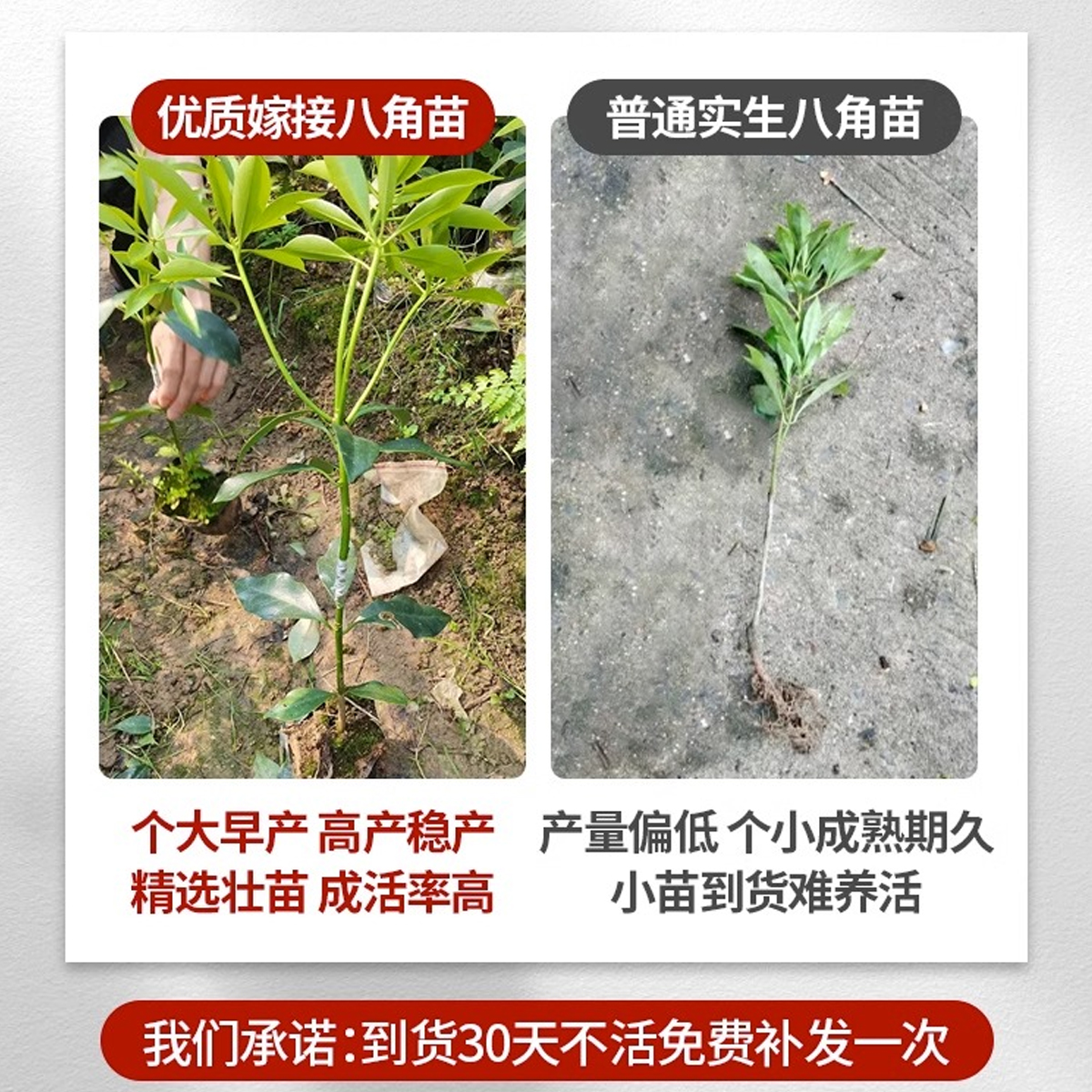 八角树树苗广西正宗罗马八角嫁接大料秧苗南方种植耐寒耐旱带果发