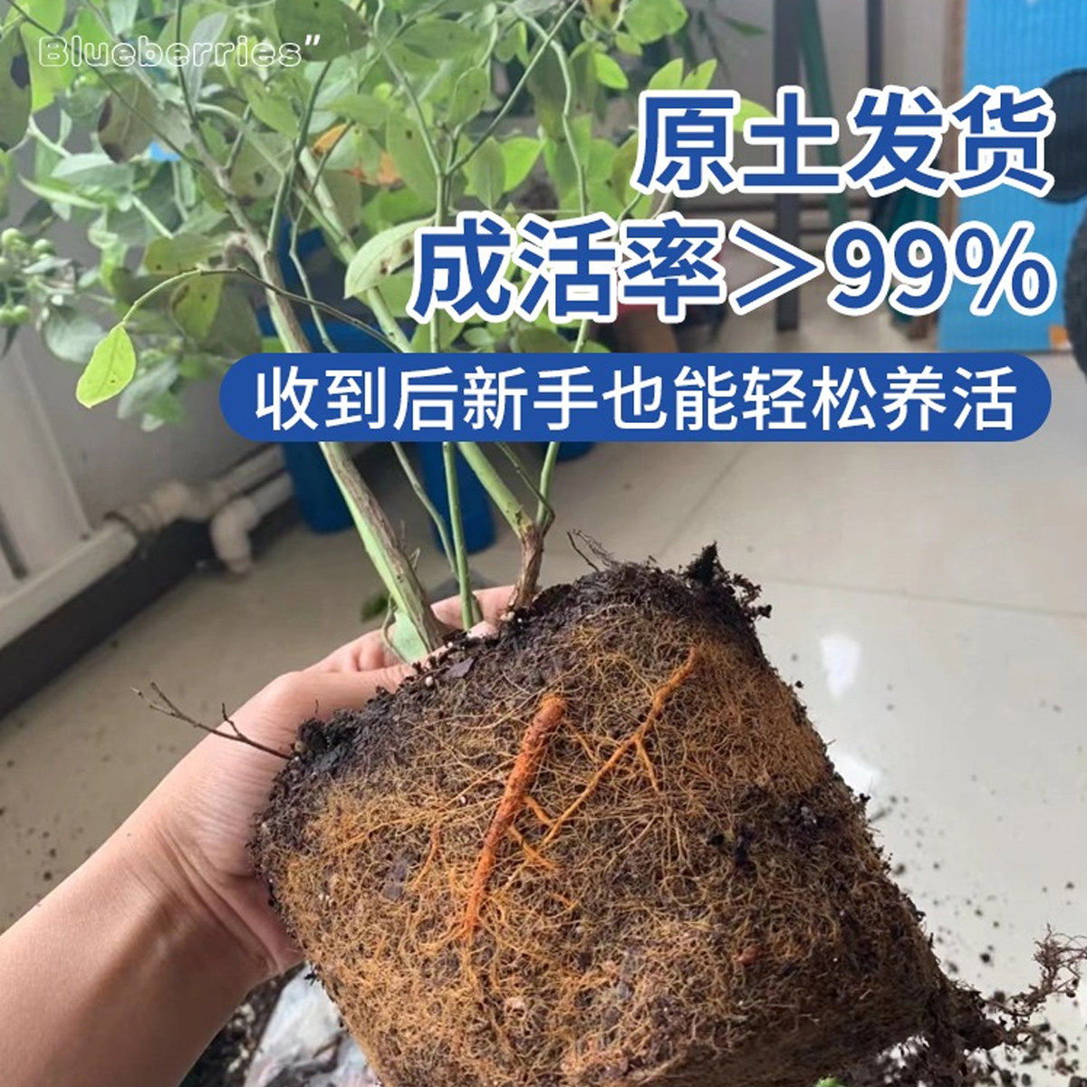 蓝莓树果苗盆栽果树苗特大号百香果四季种植庭院室内阳台耐寒好养,淘宝优惠券,粉丝福利购,淘宝优惠卷