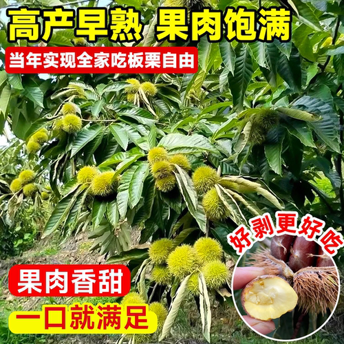 板栗苗树嫁接迁西早熟庭院南北种植耐寒特大栗子盆栽地栽当年结果 - 图0