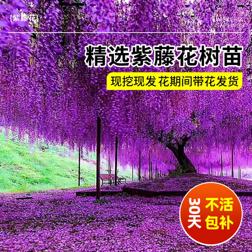 紫藤花树苗爬藤植物多花紫藤萝树苗阳台四季盆栽庭院老桩花卉开花 - 图0